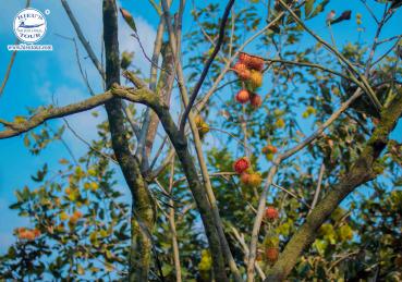 11 FAMOUS ORCHARDS IN MEKONG DELTA